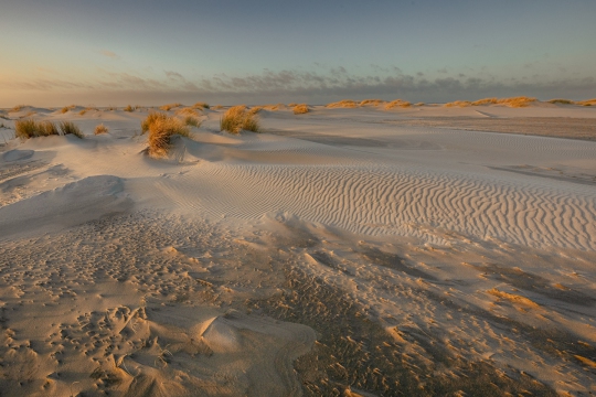 Texel de duinen