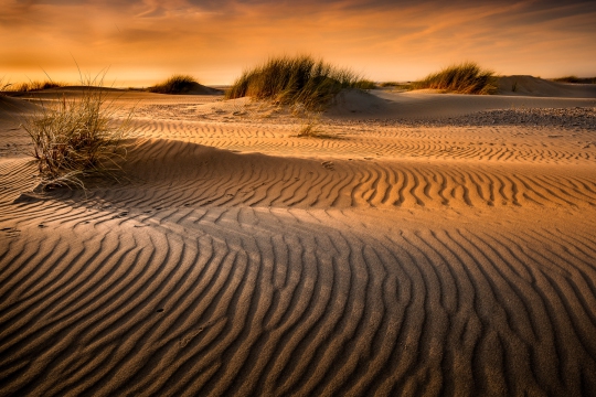 Texel de duinen
