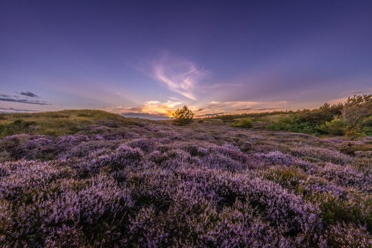Bloeiende heide