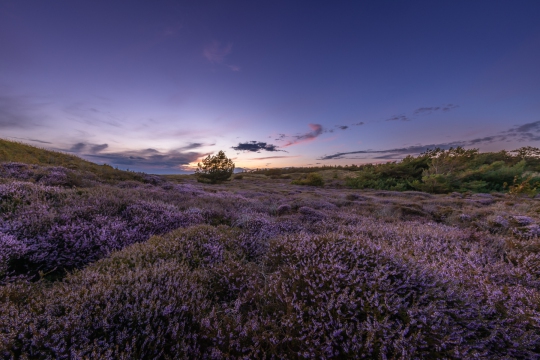 Bloeiende heide